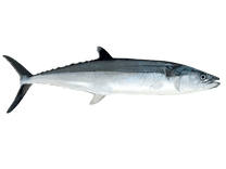 Cero Mackerel